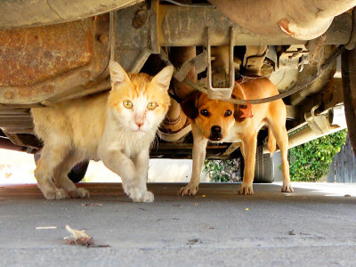 Dog with an embedded collar lived under a car with another dog and a cat. 😰