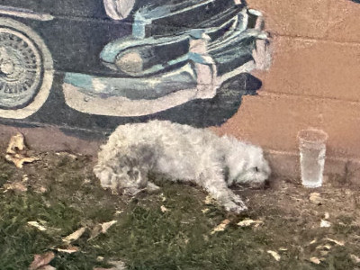 A homeless dog was hit by a car and collapsed at a nearby park.