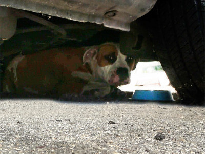 Homeless dog was scared of fireworks.