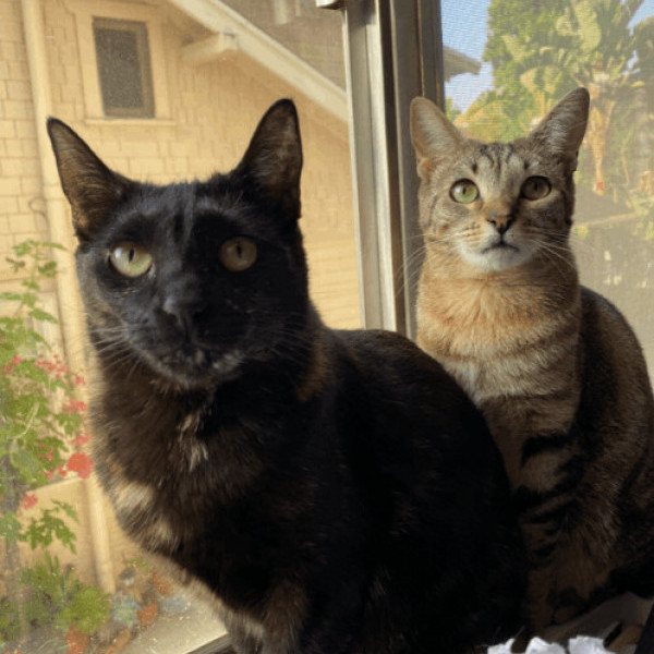 adopt Helka & Ingrid