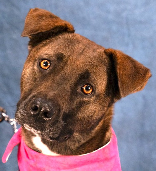 adopt Sable - Adopt Me