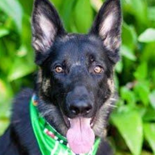 adopt Oso (CP) - Adopt Me!