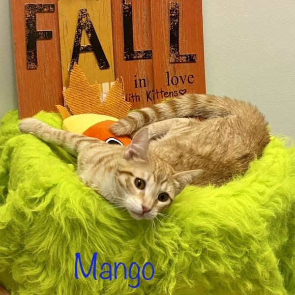 Hope For Paws | Animal Adoption | Mango