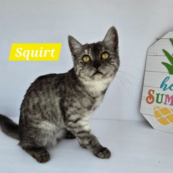 adopt Squirt