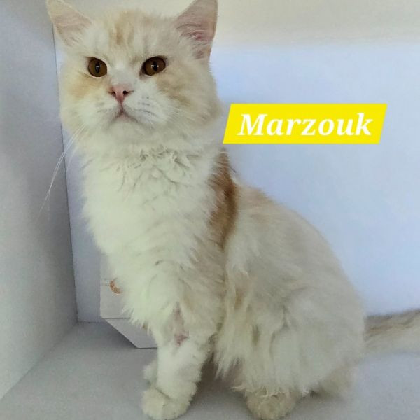adopt Marzouk