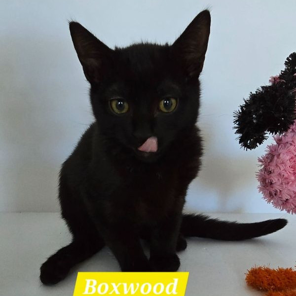 adopt Boxwood