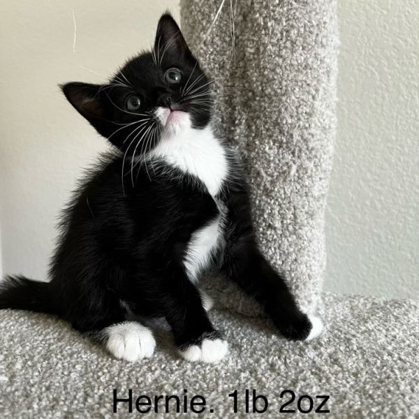 adopt Hernie