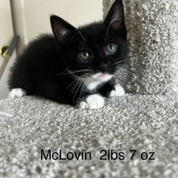 adopt McLovin