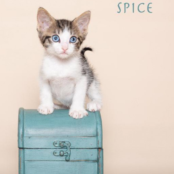 adopt Spice