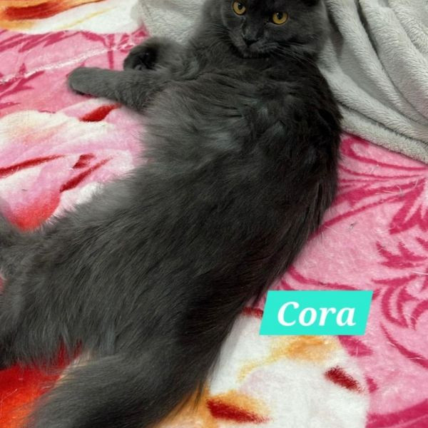 adopt Cora