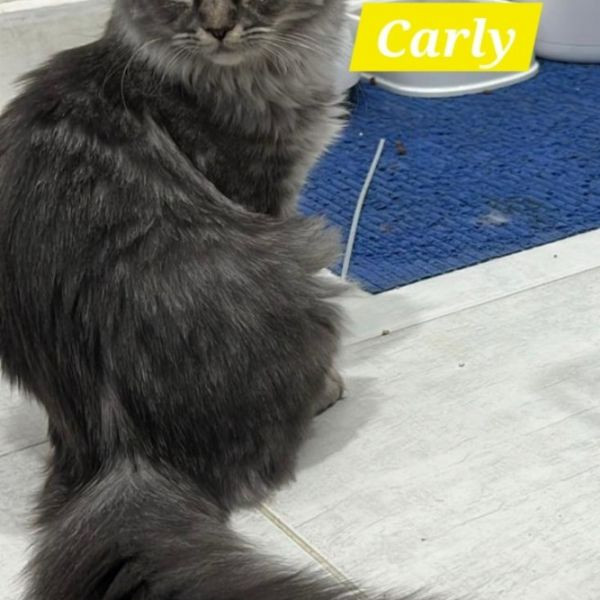 adopt Carly