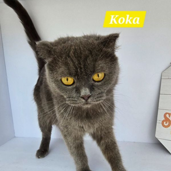 adopt Koka