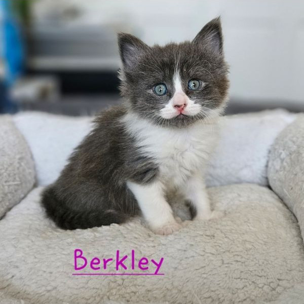 adopt Berkley