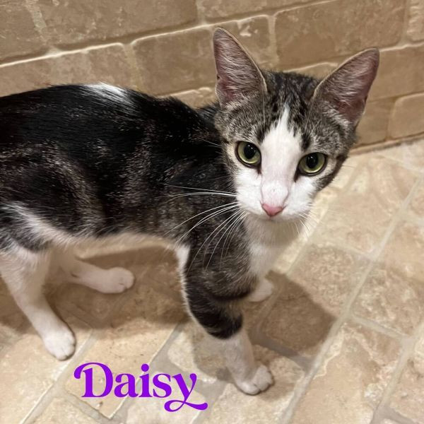 adopt Daisy