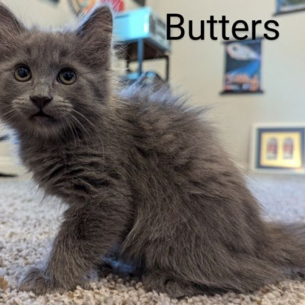 adopt Butters