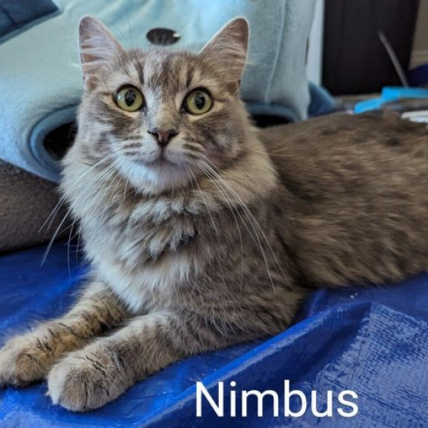 adopt Nimbus