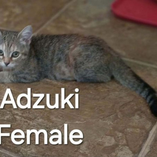 adopt Adzuki Bean