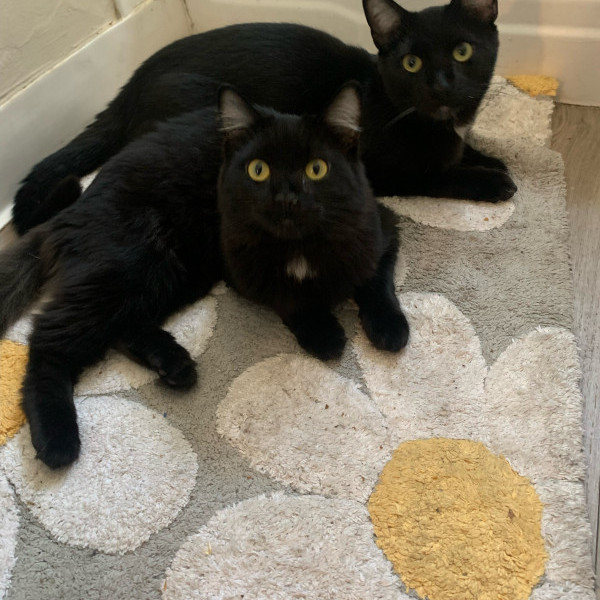 adopt Twister and Chives