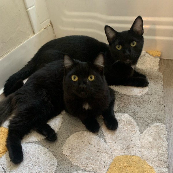 adopt Twister and Chives