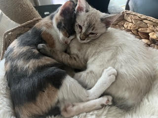 adopt Bella Luna & Marshmallow