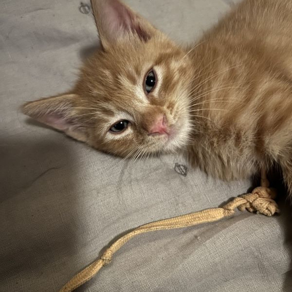 adopt Bonded kittens 8 weeks