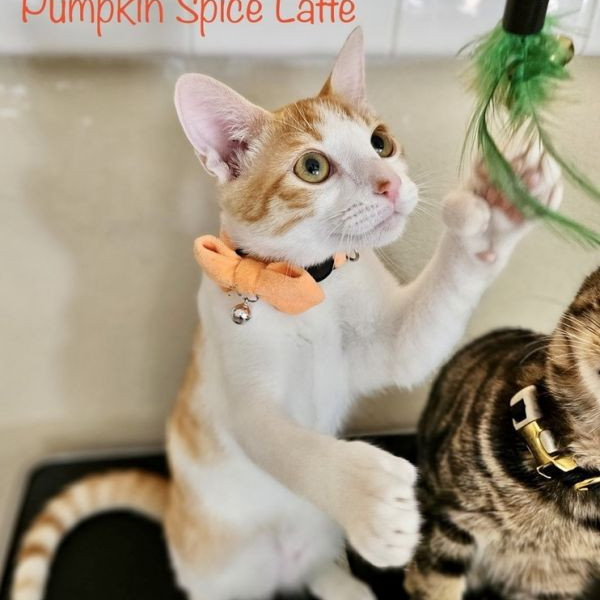 adopt PUMPKIN SPICE LATTE