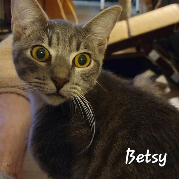 adopt BETSY