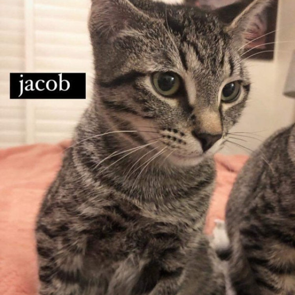 adopt Jacob