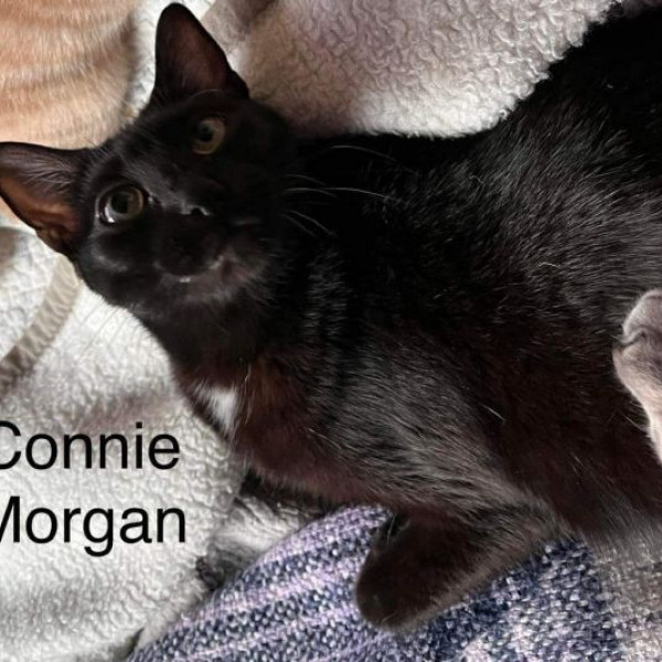 adopt CONNIE MORGAN