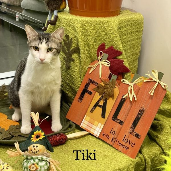 adopt TIKI