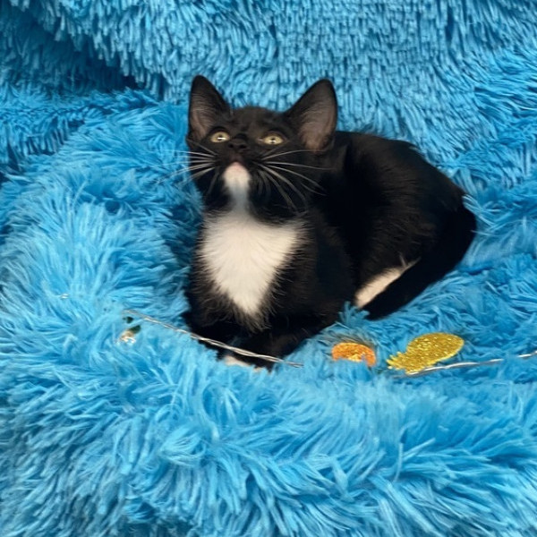 adopt Inky