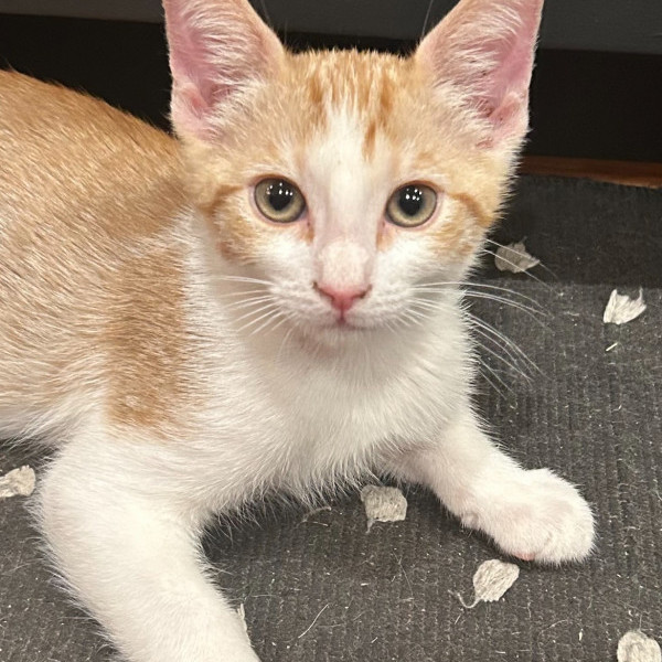 adopt Butternut