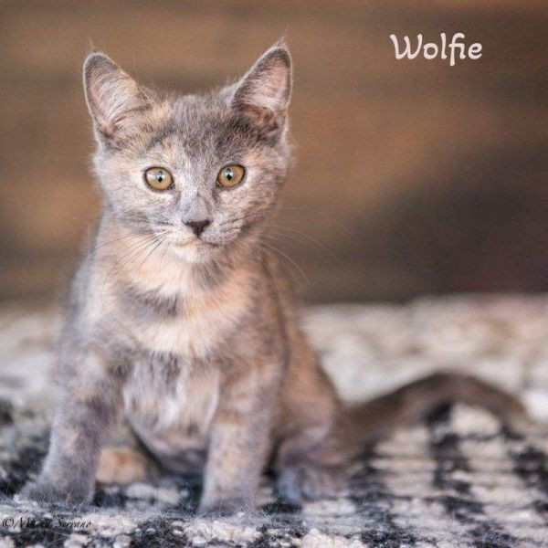 adopt Wolfie Ann