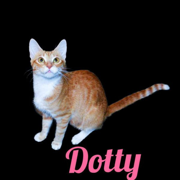 adopt Dotty