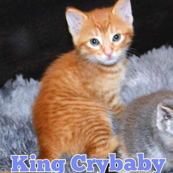 adopt King Crybaby