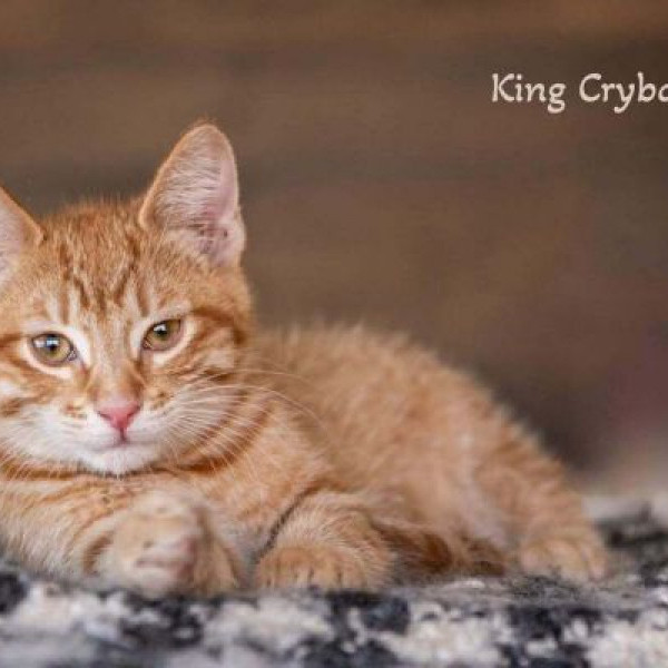 adopt King Crybaby