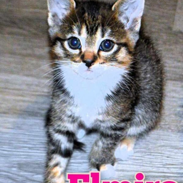 adopt Elmira