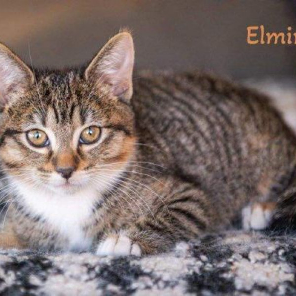 adopt Elmira