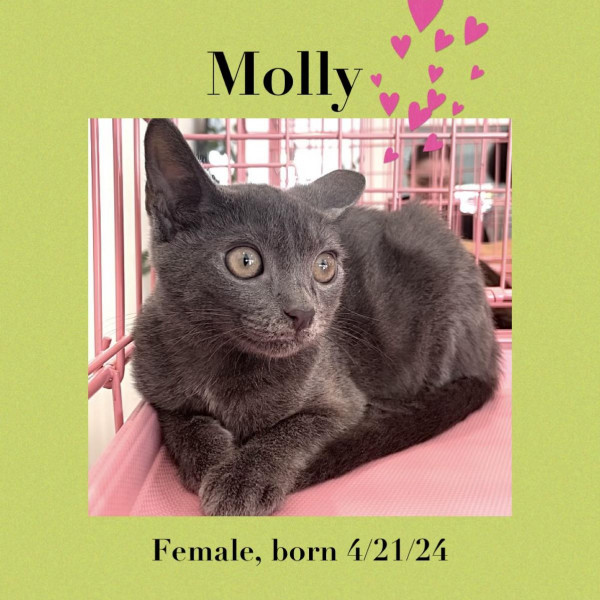 adopt Molly