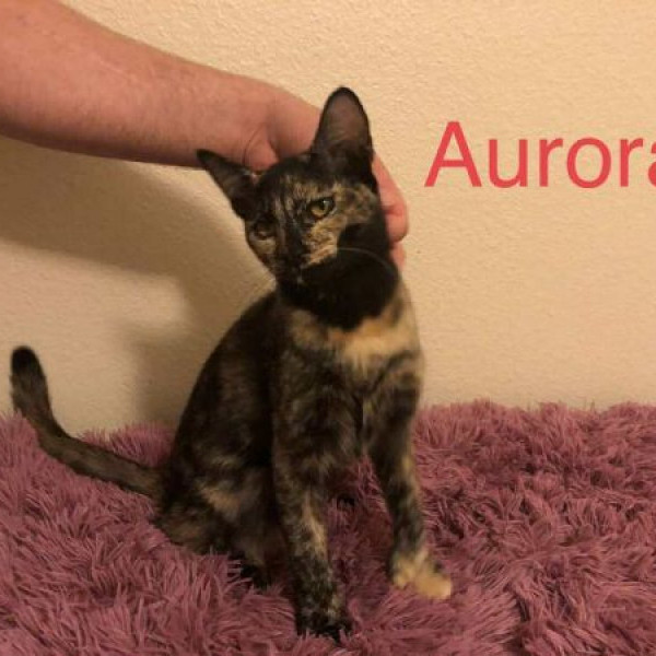 adopt Aurora