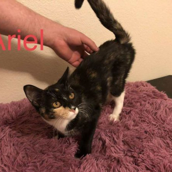 adopt Ariel