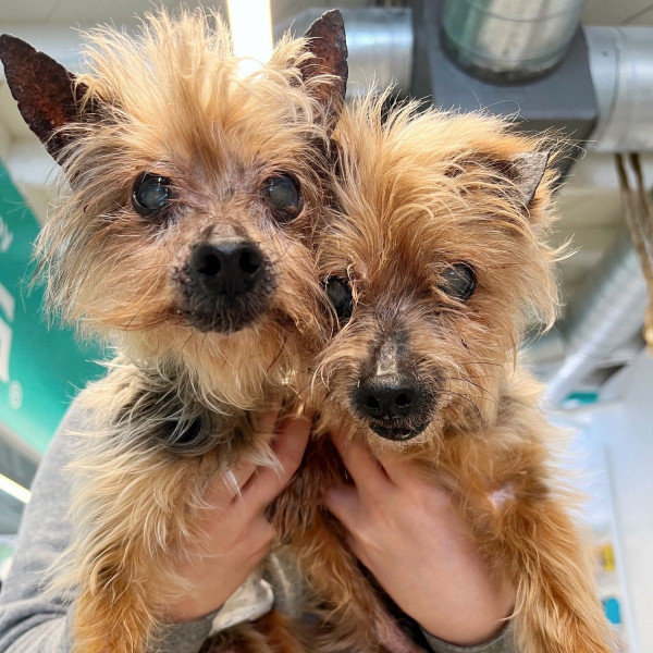 adopt Biscotti & Cappuccino