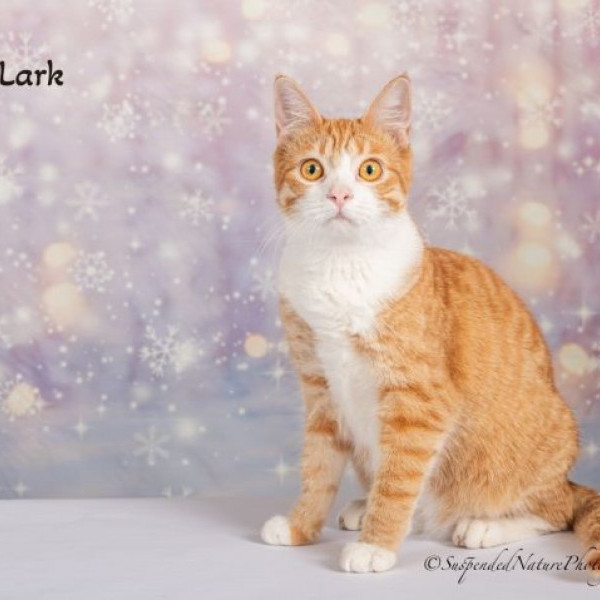 adopt Lark