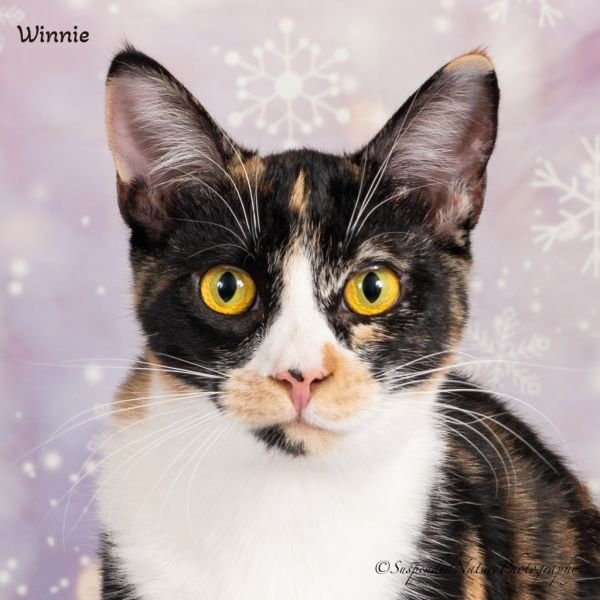 adopt Winnie