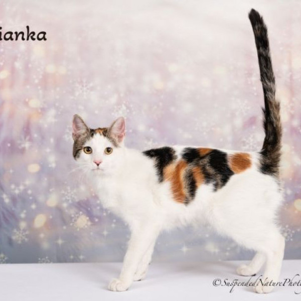 adopt Bianka