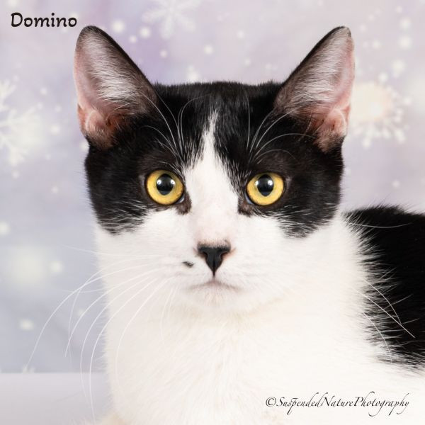 adopt Domino