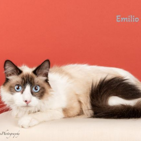 adopt Emilio Estevez