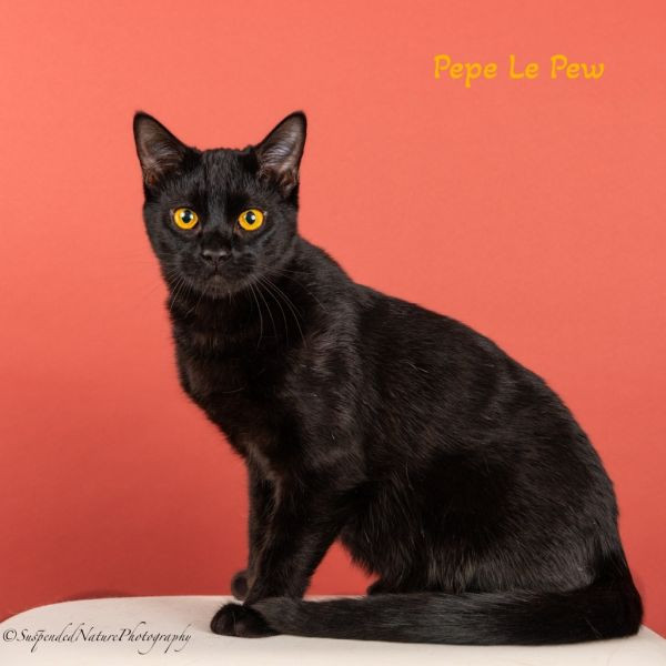 adopt Pepe Le Pew