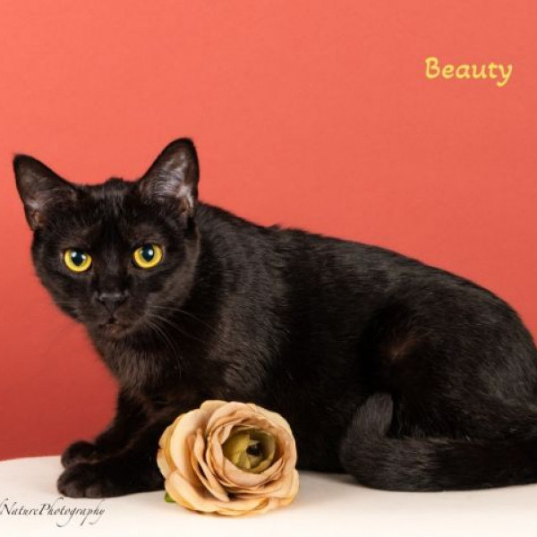 adopt Black beauty