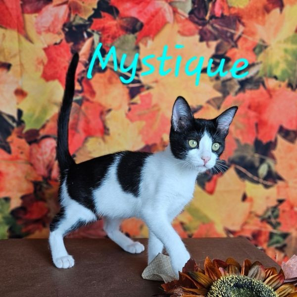 adopt Mystique